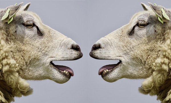 Sheep 2372148 1280 1